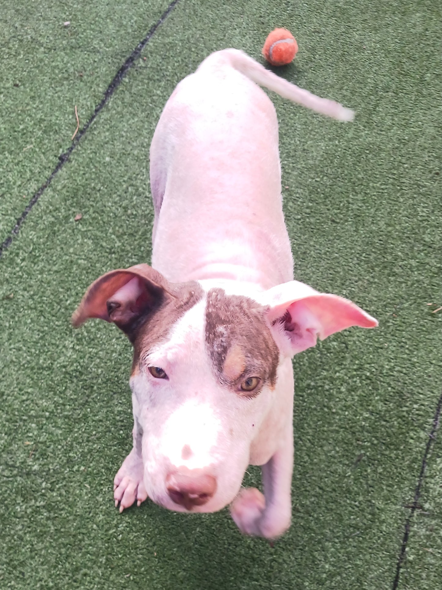 Demi Female Pointer Mix