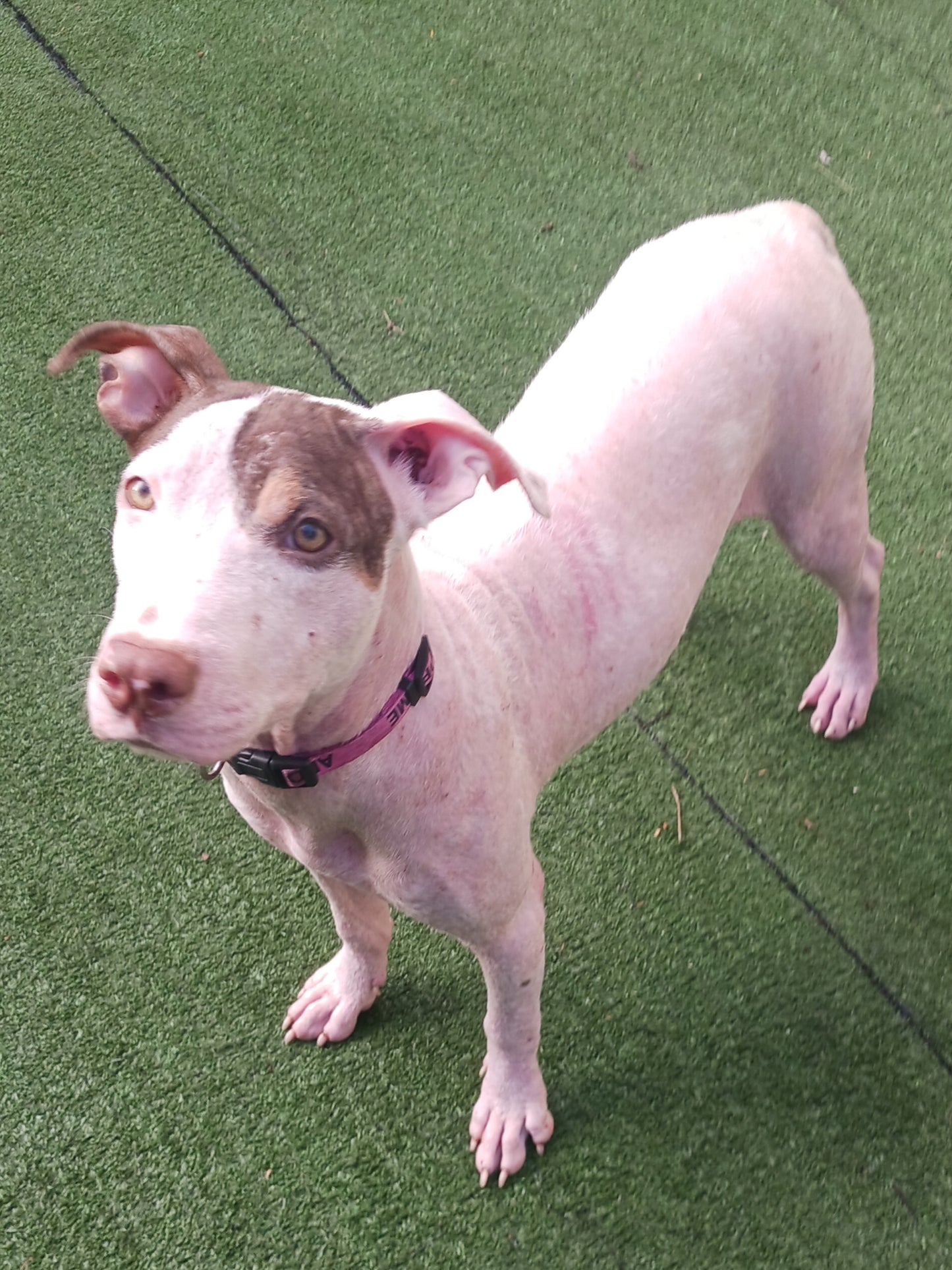 Demi Female Pointer Mix