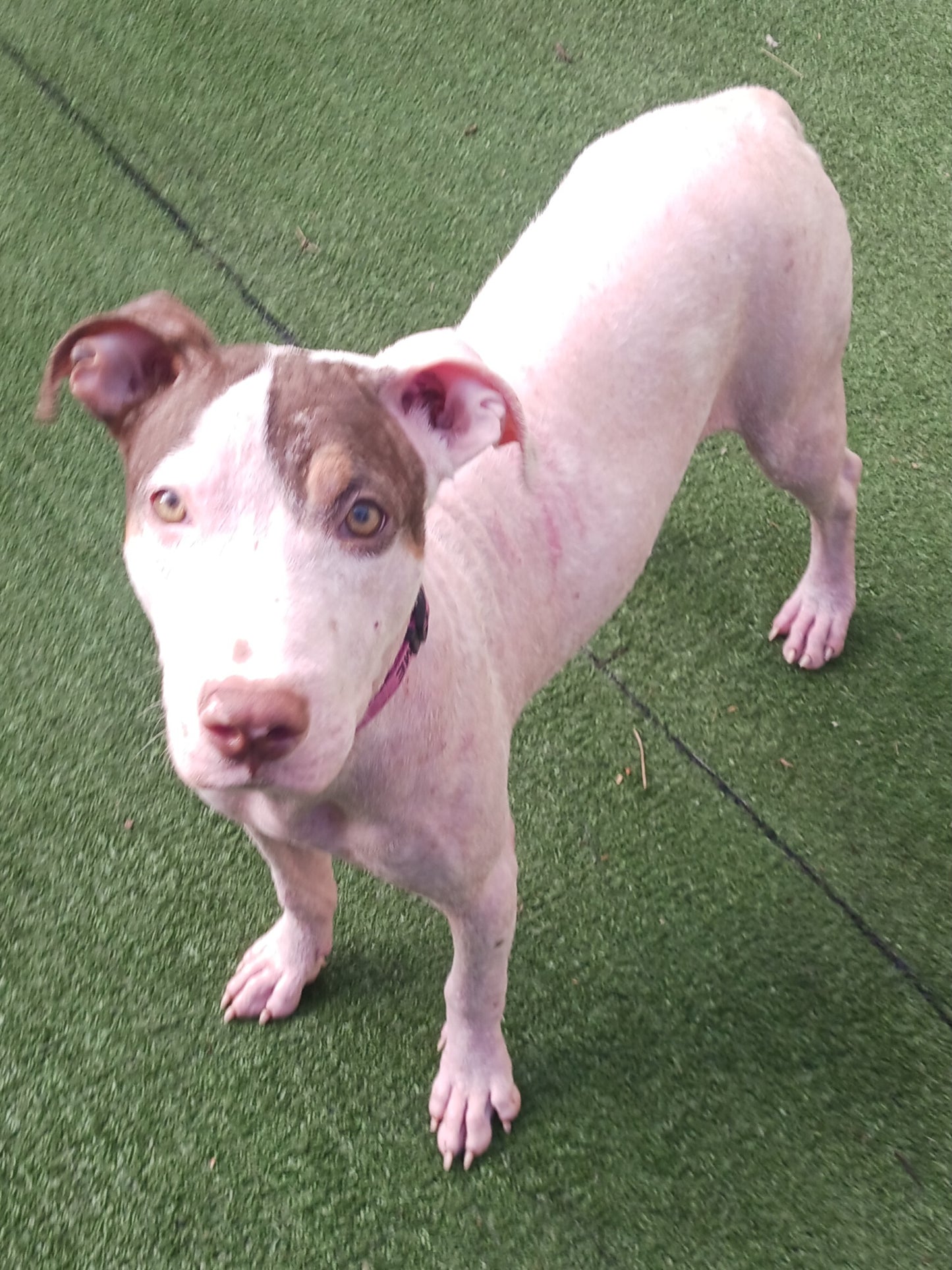 Demi Female Pointer Mix