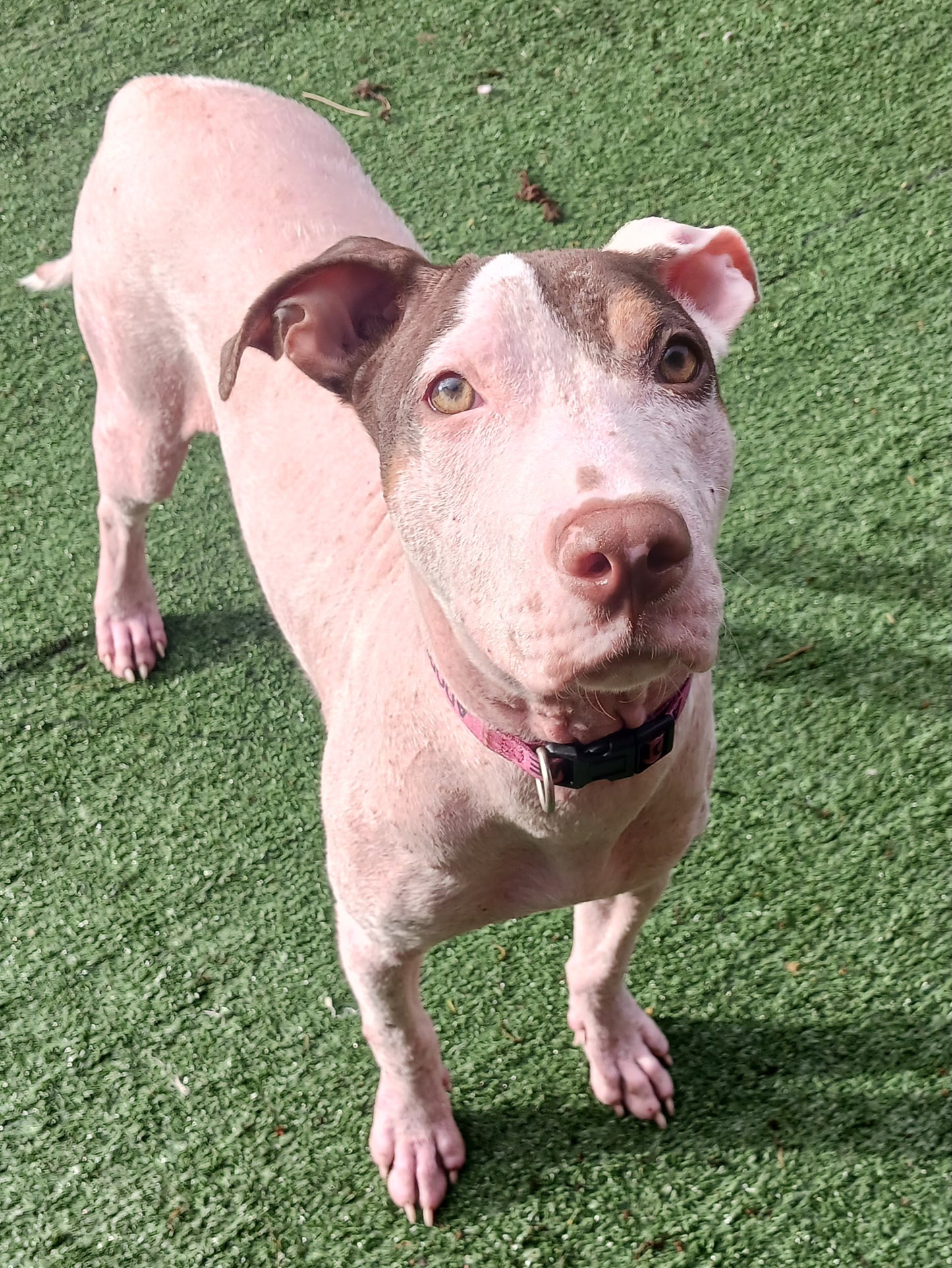 Demi Female Pointer Mix