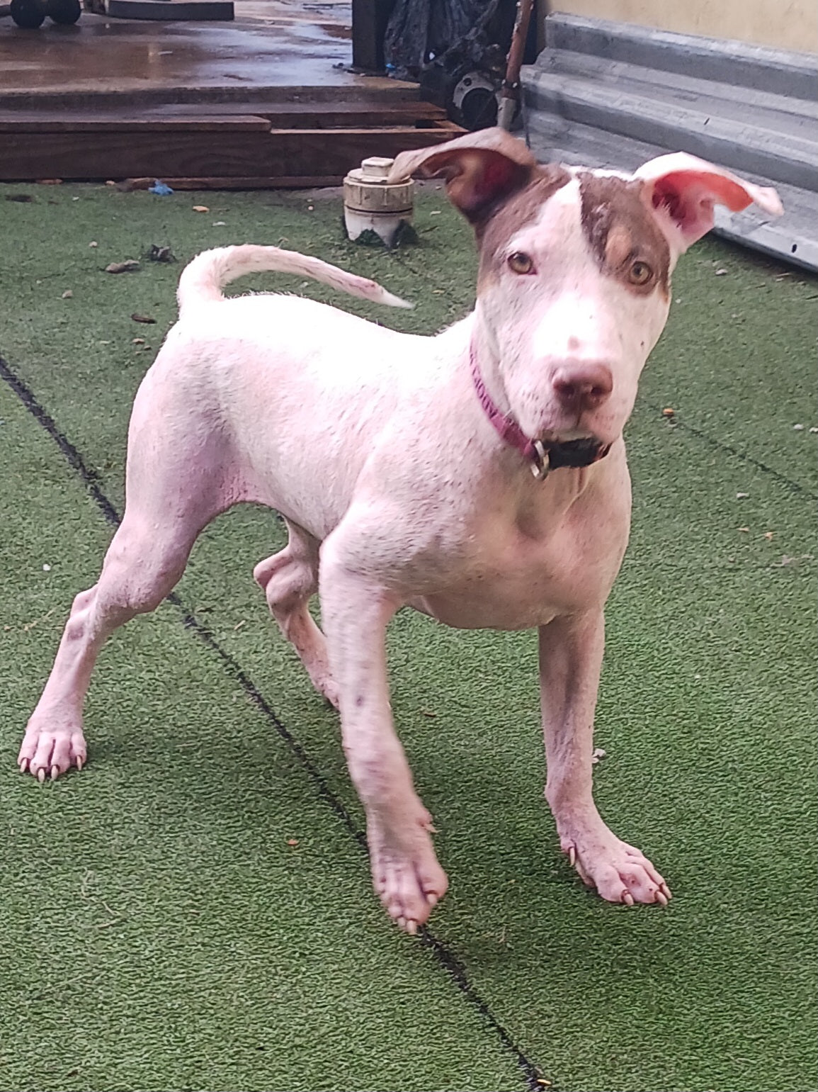 Demi Female Pointer Mix