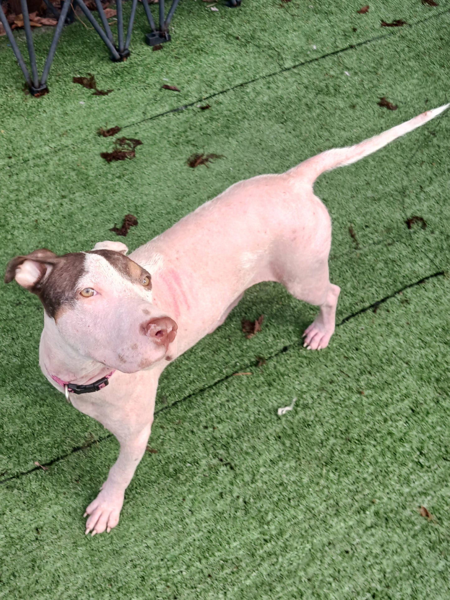 Demi Female Pointer Mix