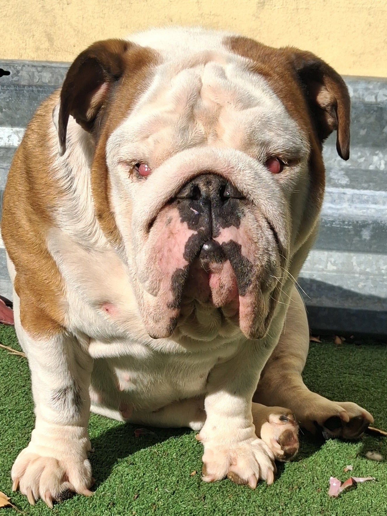 Autumn Female English Bulldog