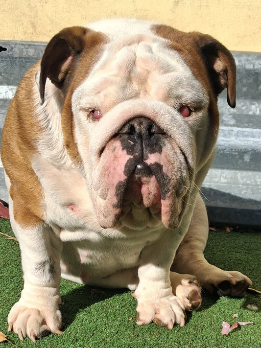 Autumn Female English Bulldog