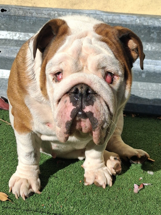 Autumn Female English Bulldog