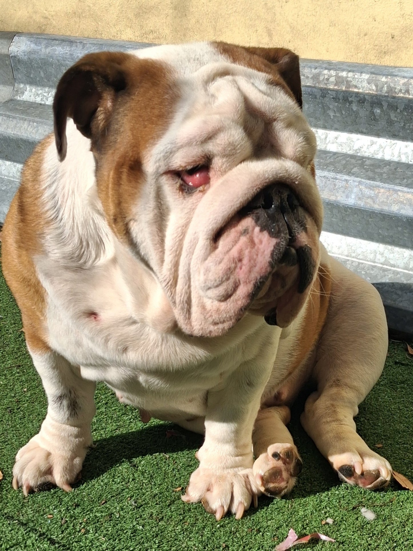 Autumn Female English Bulldog