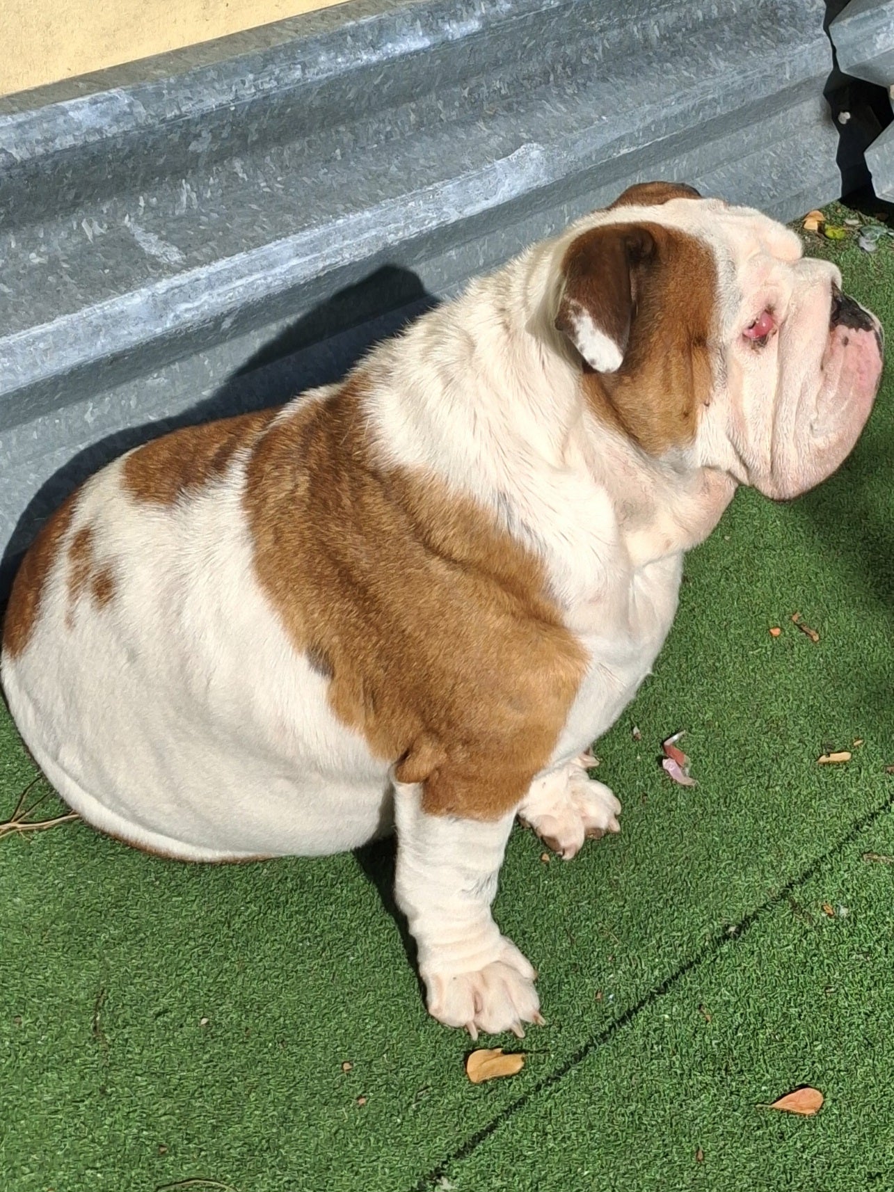 Autumn Female English Bulldog