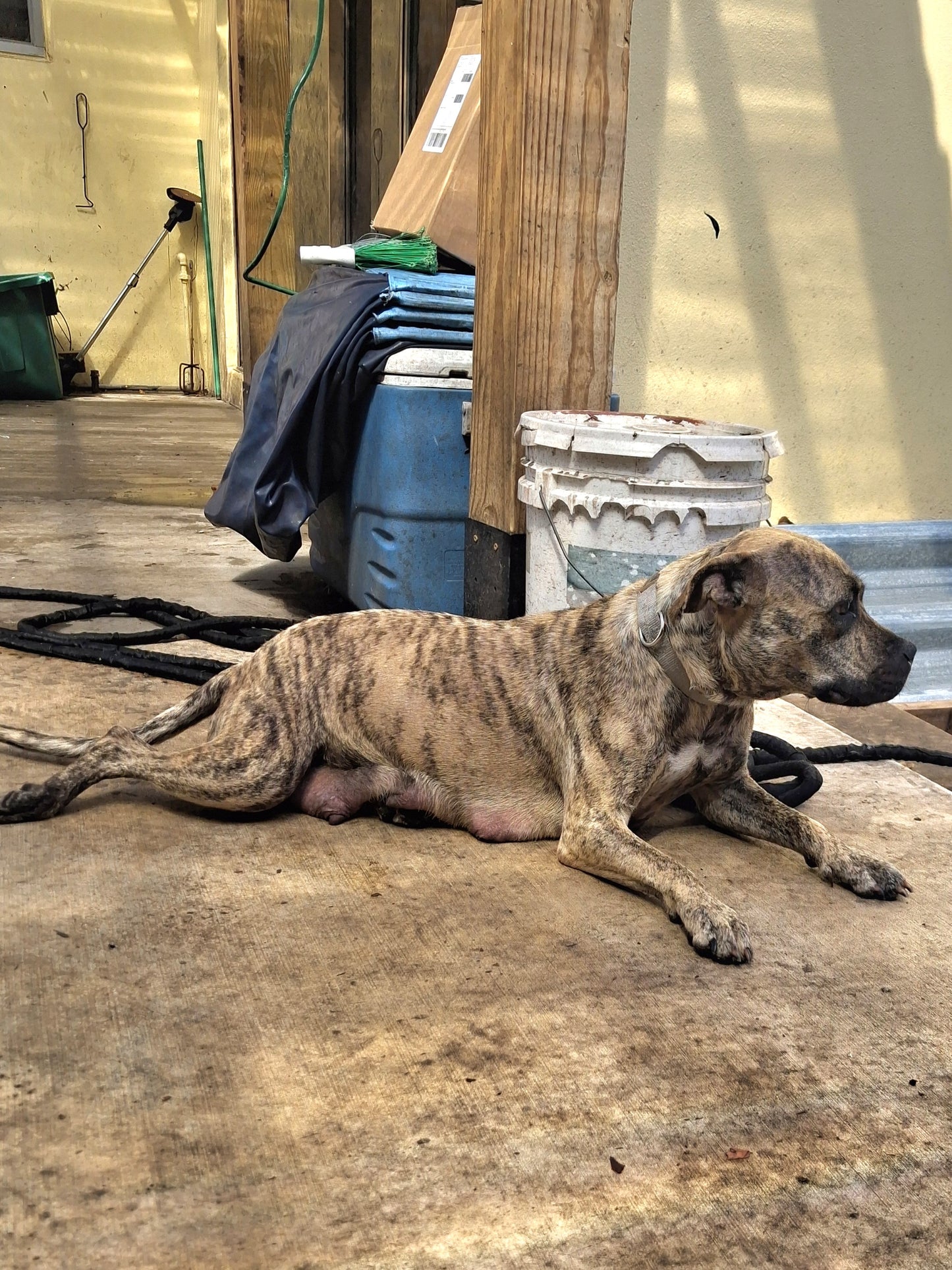 Elsa Female American Staffordshire Terrier