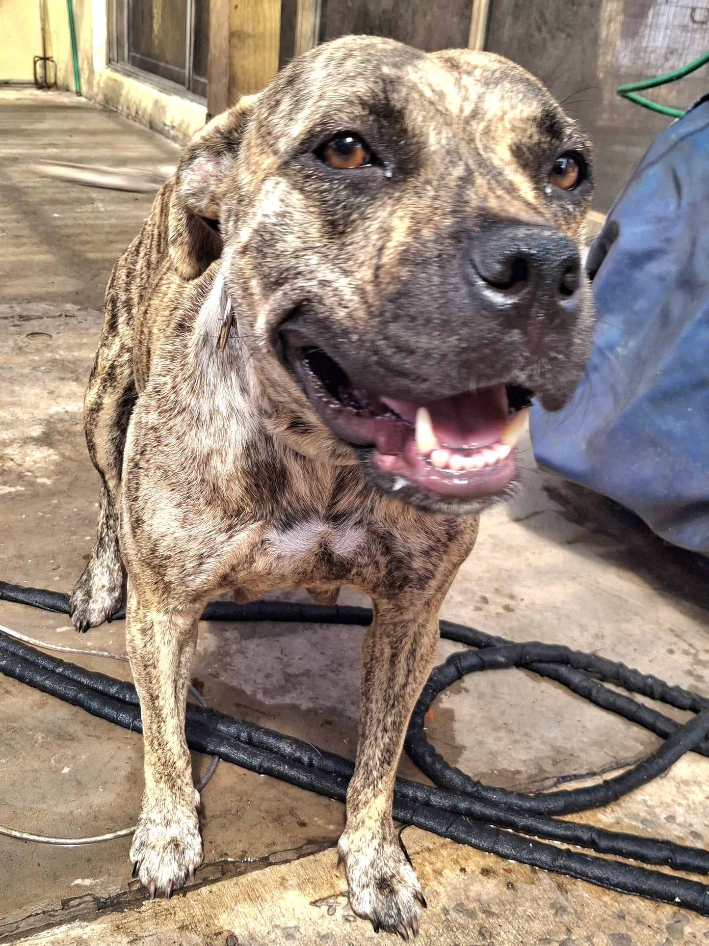 Elsa Female American Staffordshire Terrier