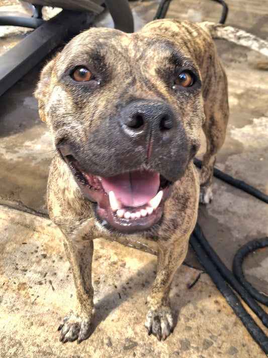 Elsa Female American Staffordshire Terrier