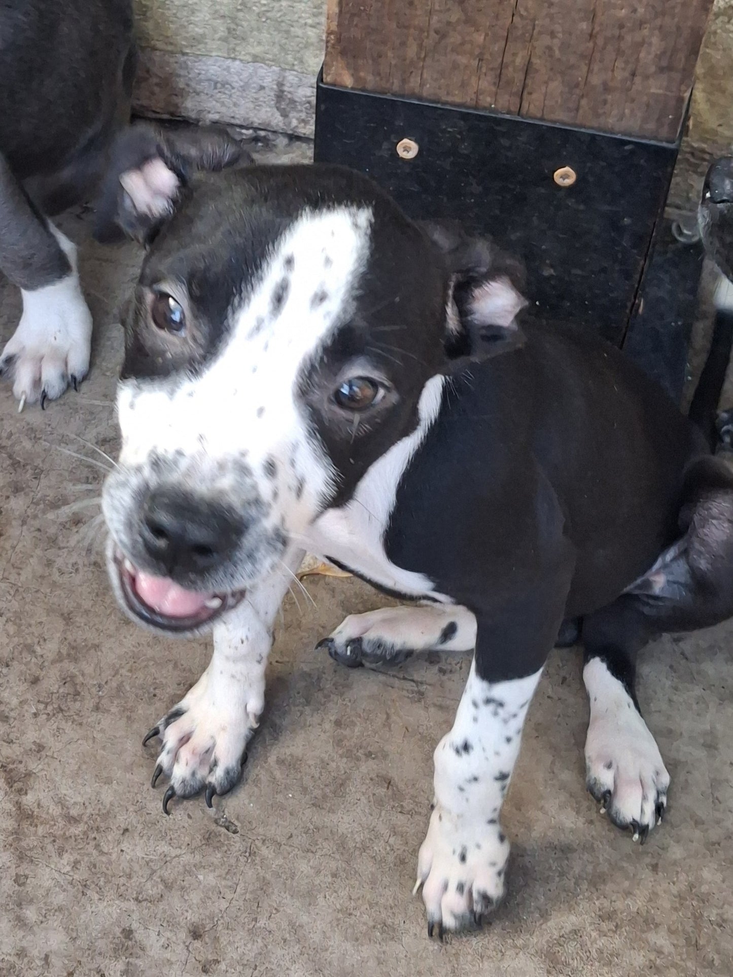 Liverpool Female American Staffordshire Terrier Puppy