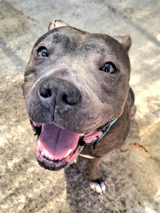 Sky Female American Pit Bull Terrier