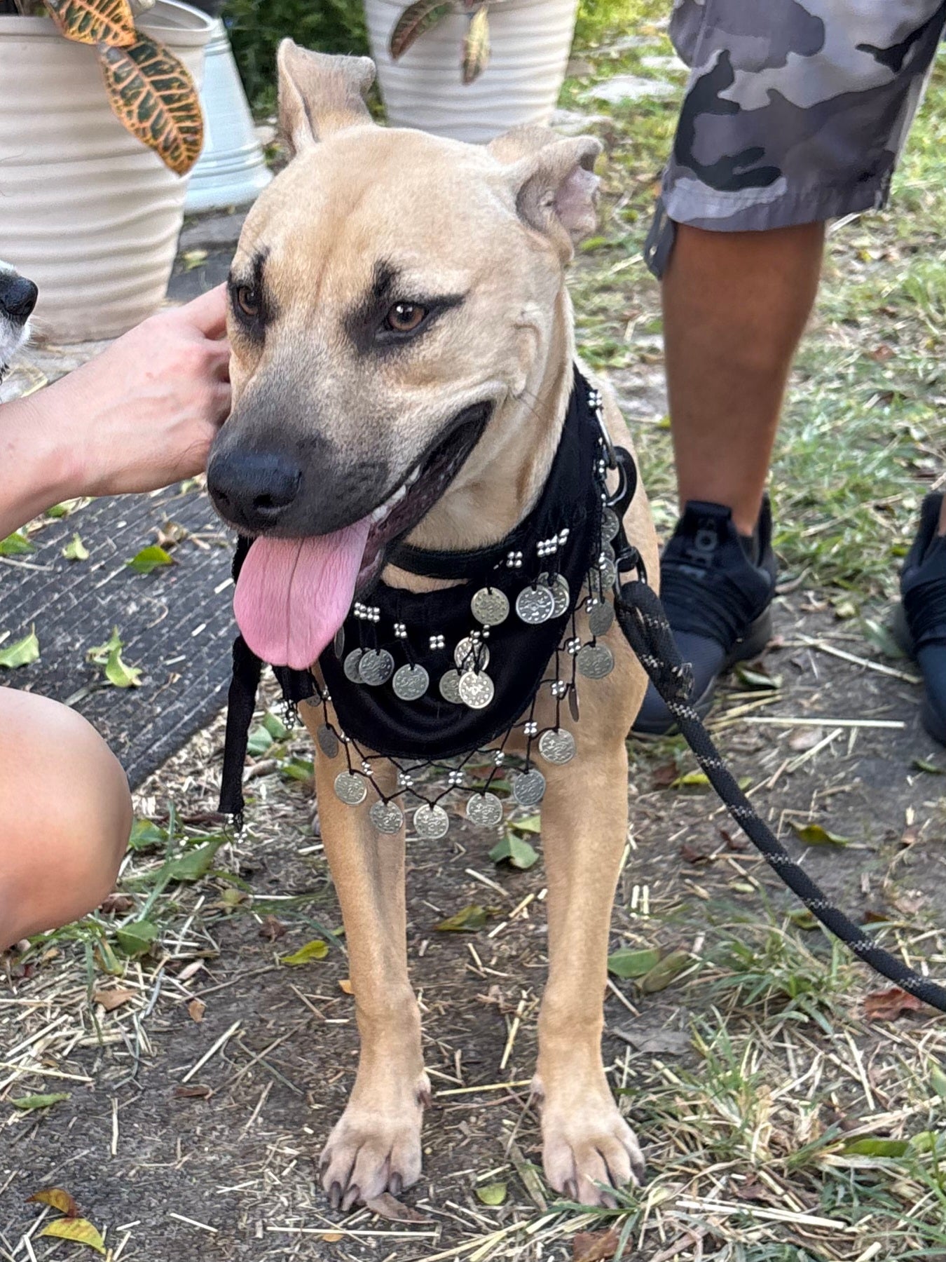Bandit Male Shepherd Mix Puppy