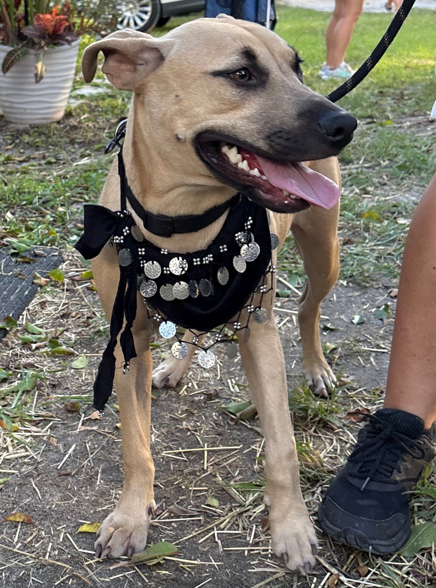 Bandit Male Shepherd Mix Puppy