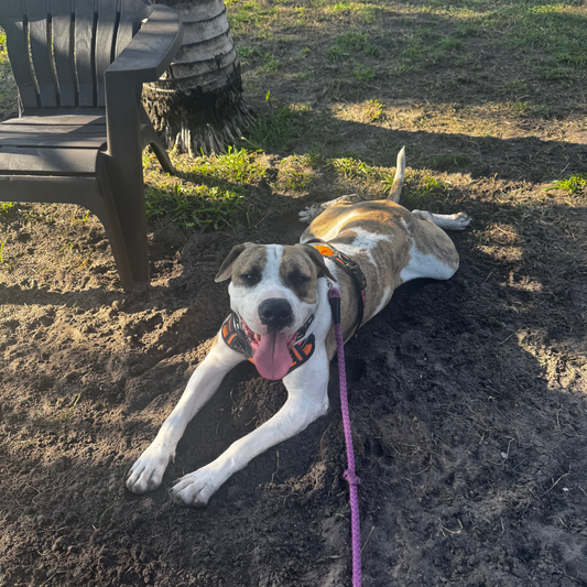 Augustus Male American Bulldog