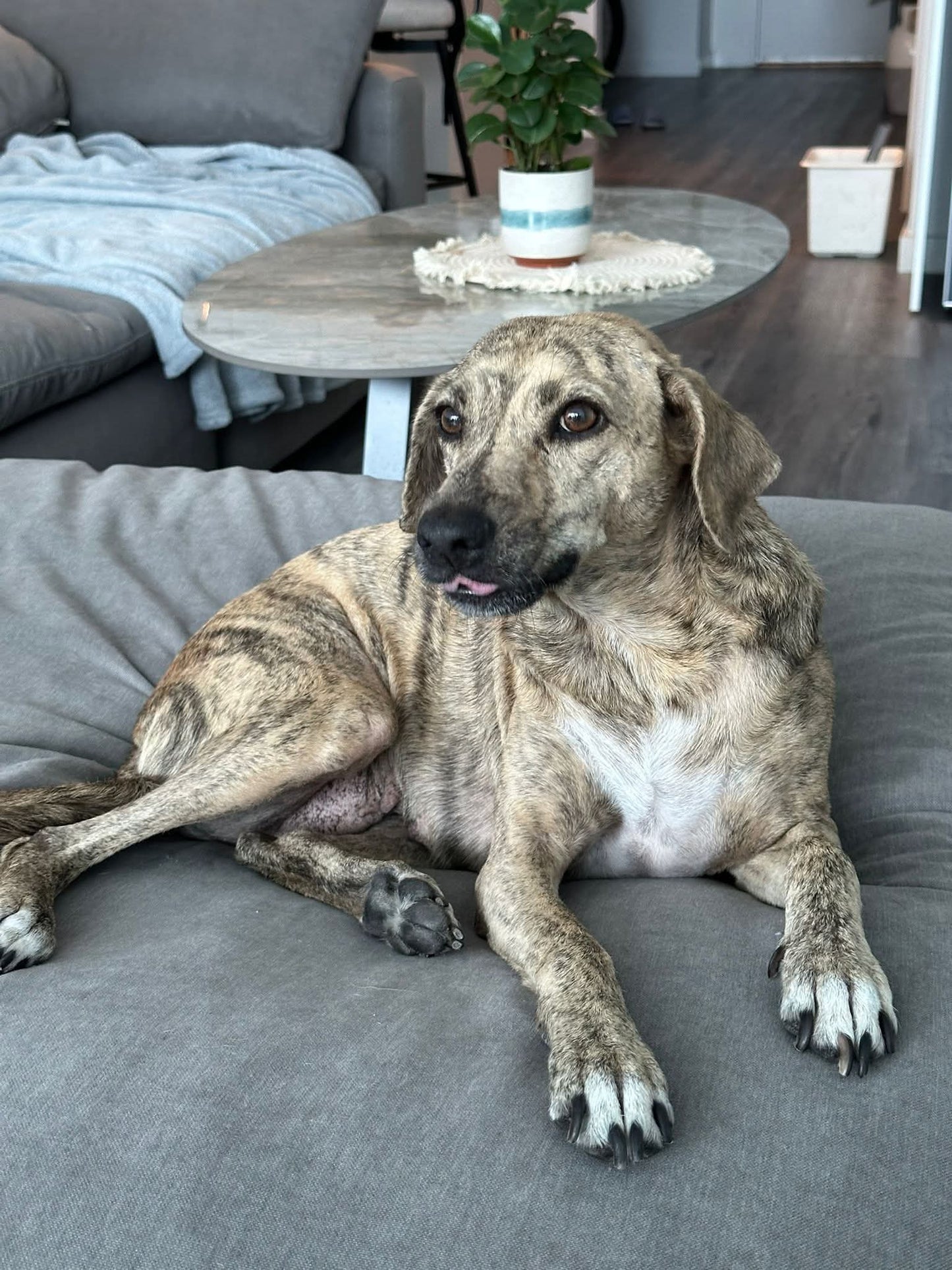 Maya Female Hound Mix