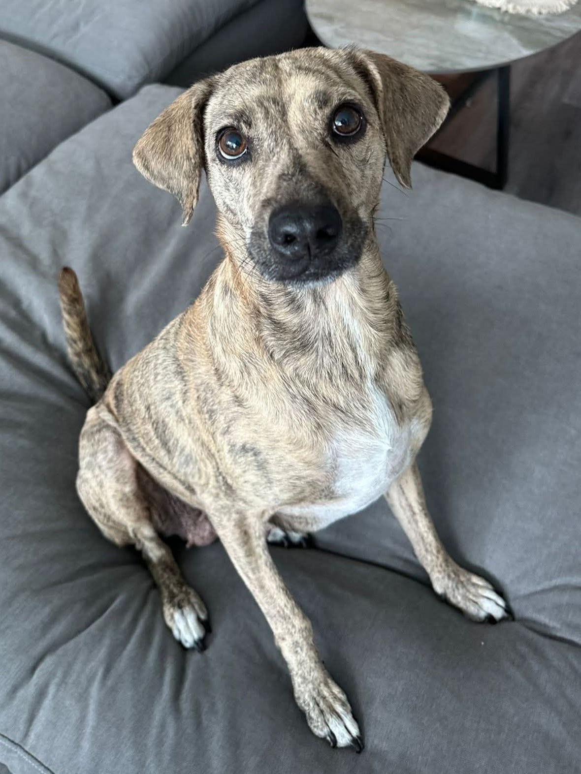 Maya Female Hound Mix