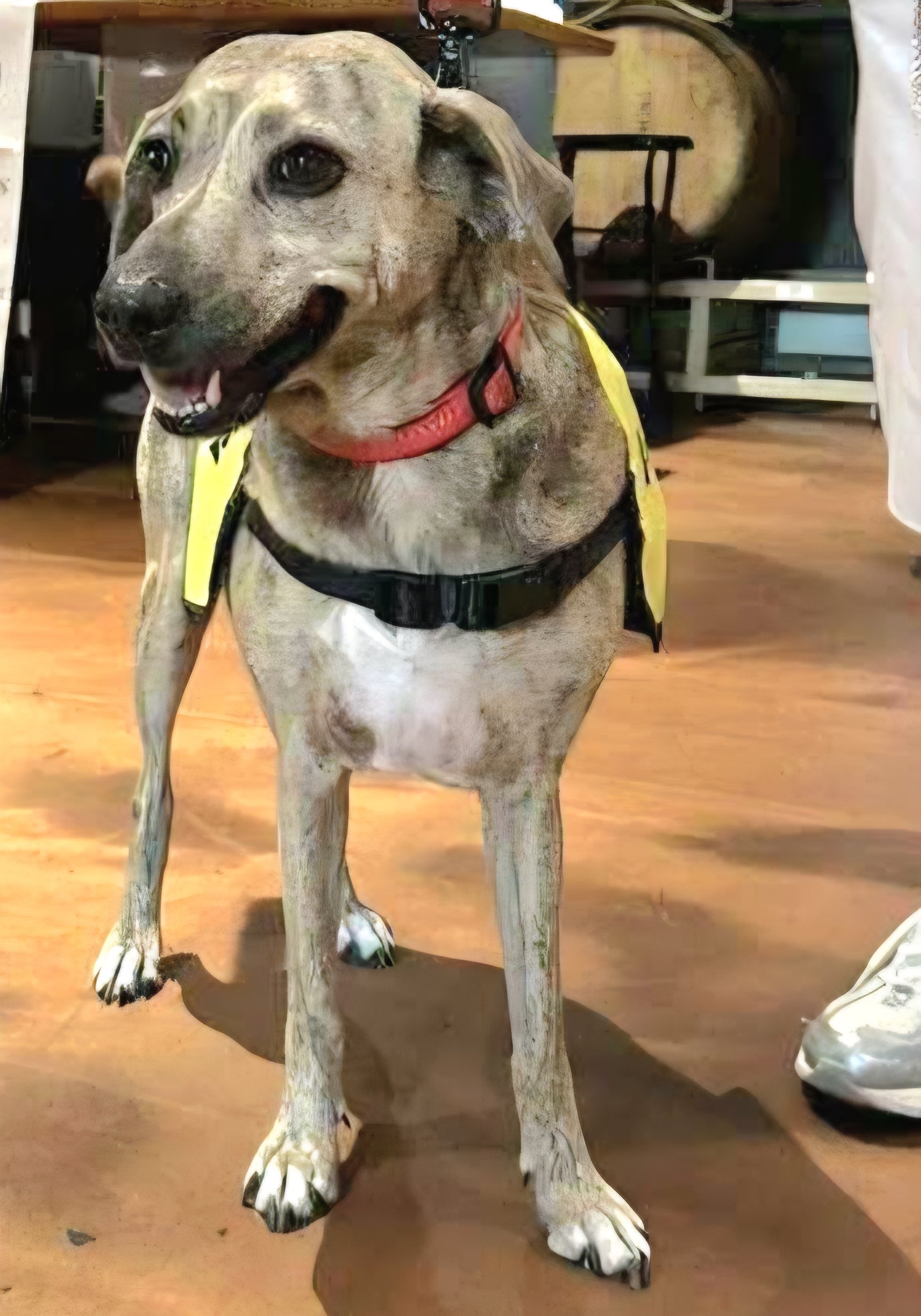 Maya Female Hound Mix