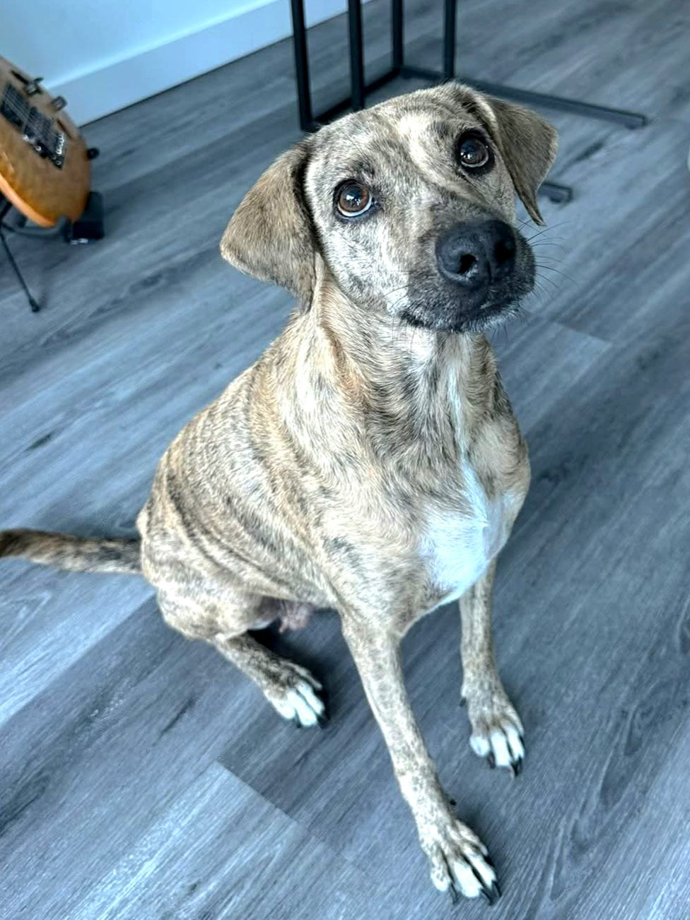 Maya Female Hound Mix
