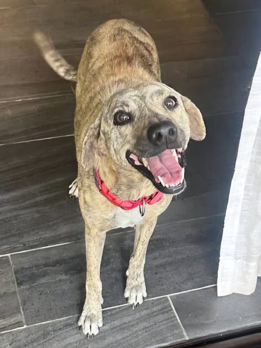 Maya Female Hound Mix