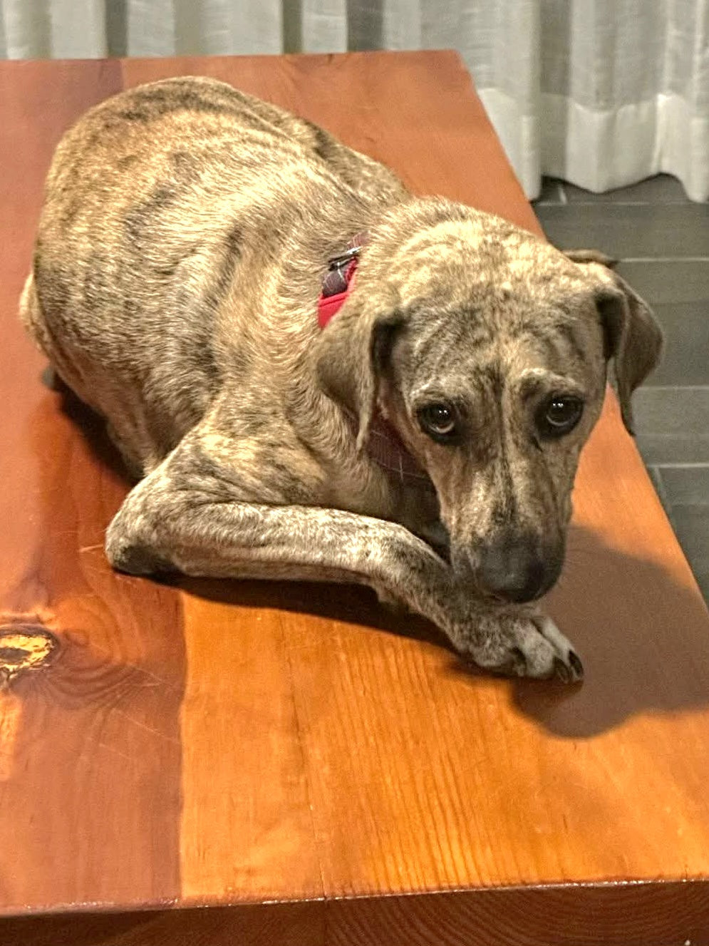 Maya Female Hound Mix