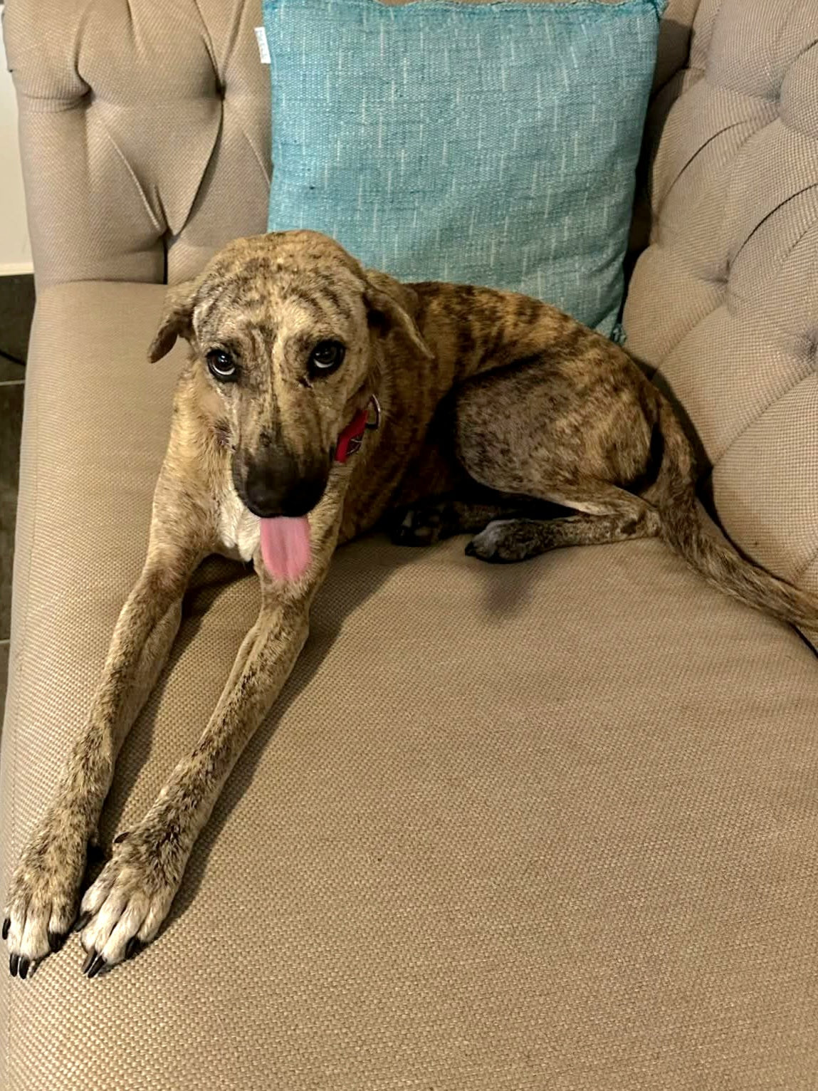 Maya Female Hound Mix