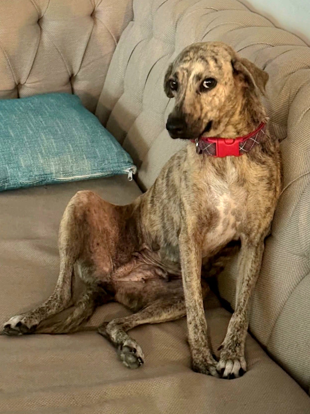 Maya Female Hound Mix