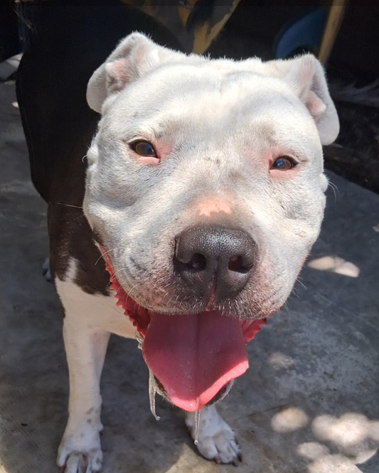 Georgia Female American Staffordshire Terrier