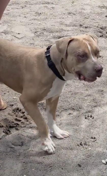 Gucci Male American Staffordshire Terrier