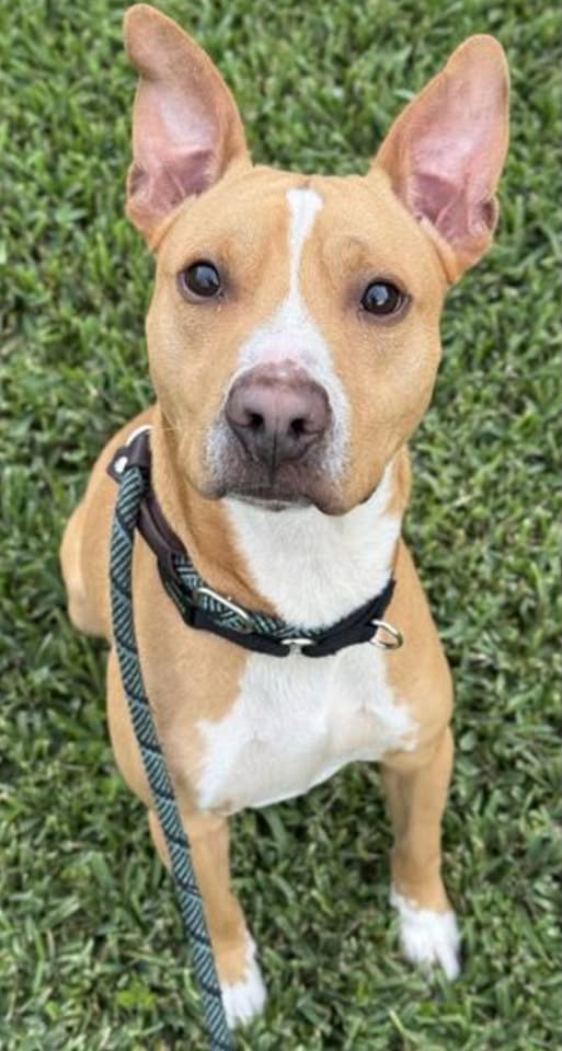 Haze Male American Staffordshire Terrier
