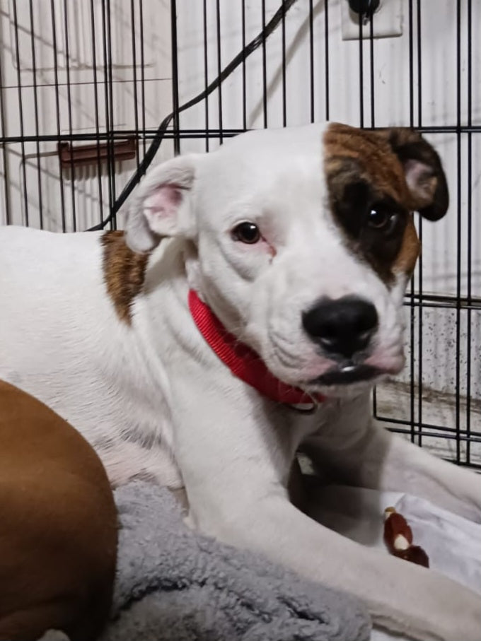 Fiona Female American Staffordshire Terrier