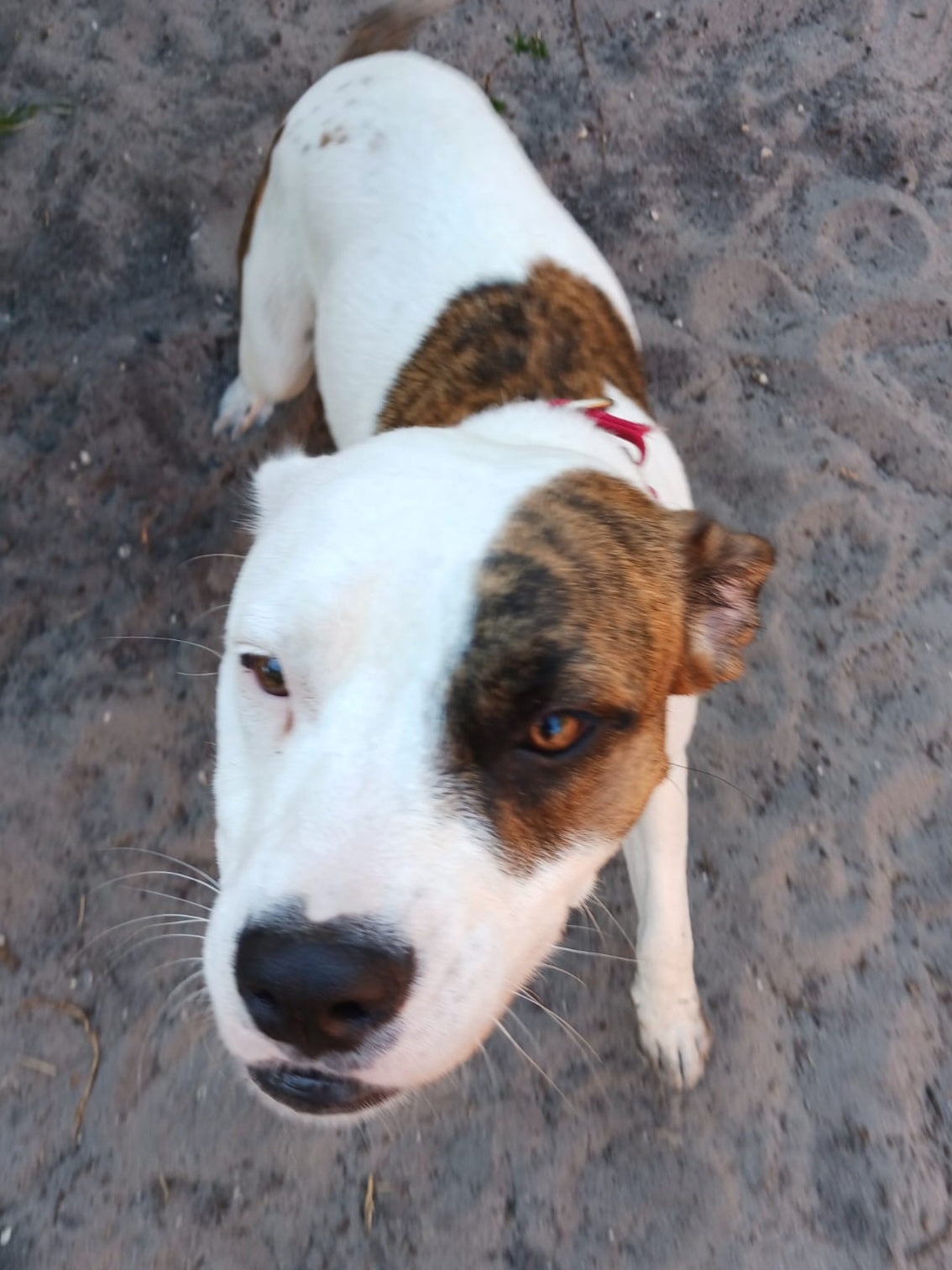 Fiona Female American Staffordshire Terrier