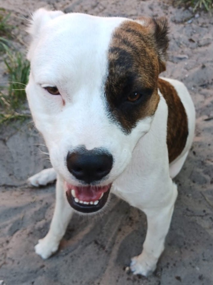 Fiona Female American Staffordshire Terrier