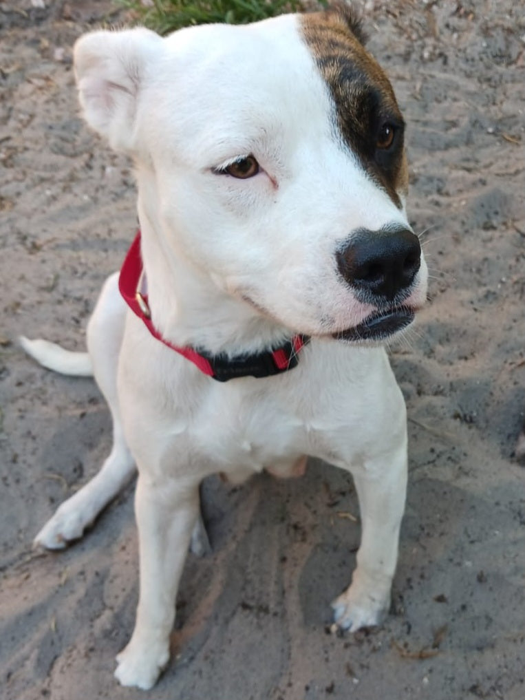 Fiona Female American Staffordshire Terrier