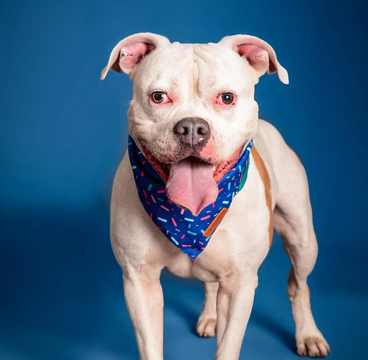 Bumble Male American Bulldog
