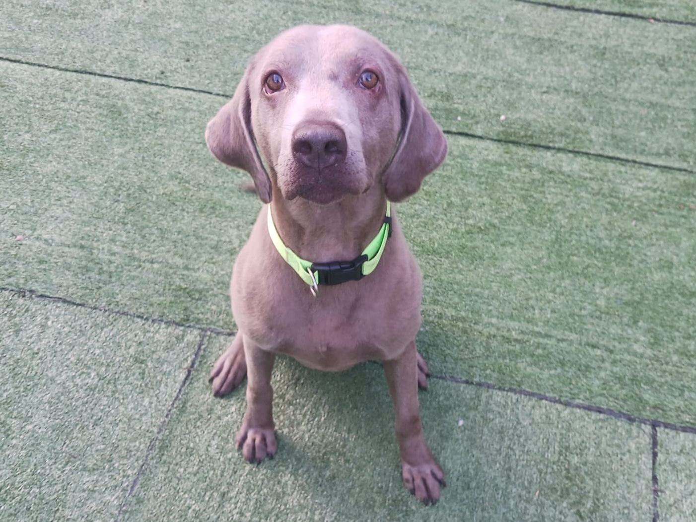 Magnus Male Weimaraner