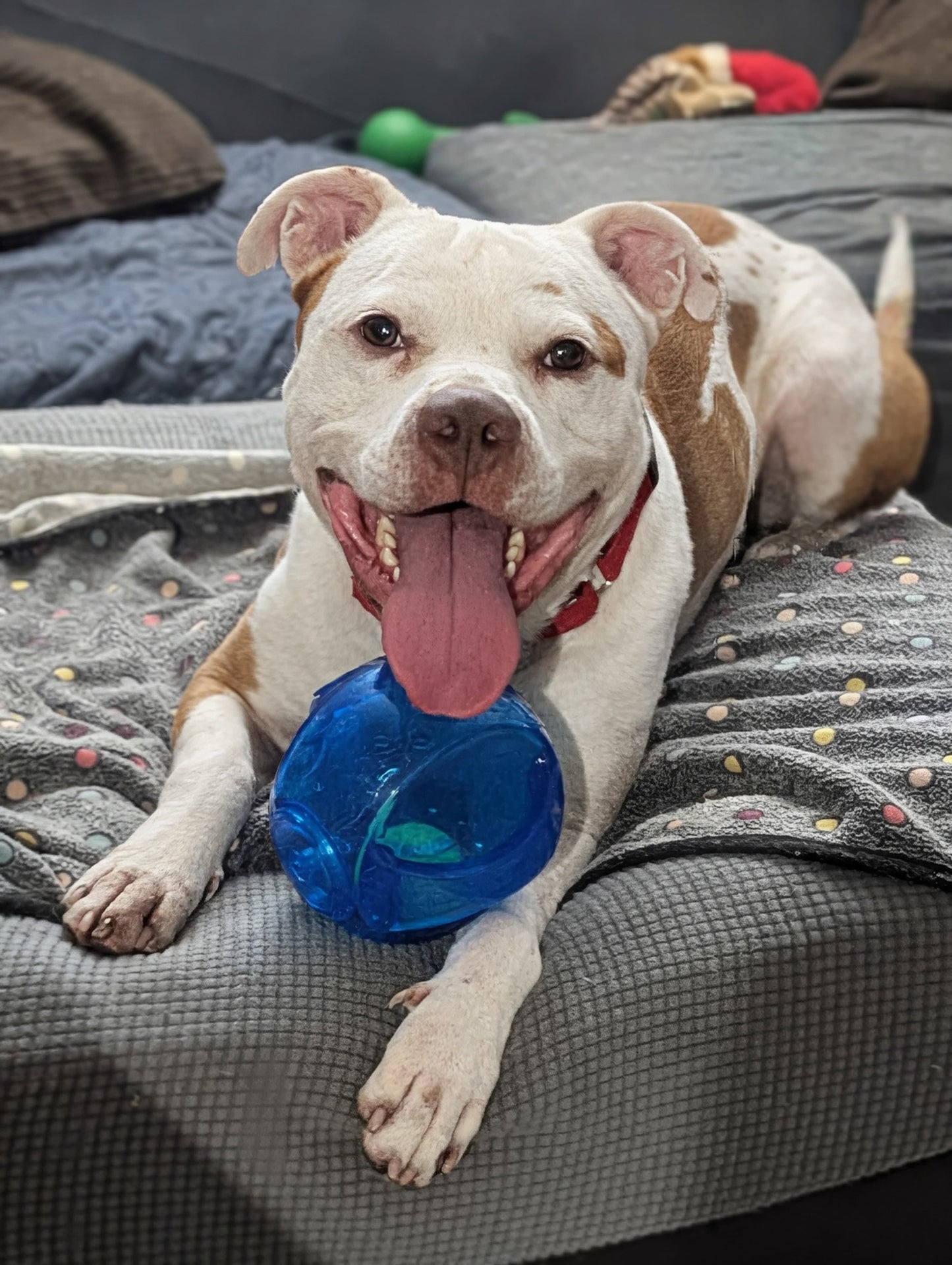 Nikan Male Red Nose Pitbull