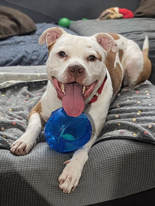 Nikan Male Red Nose Pitbull