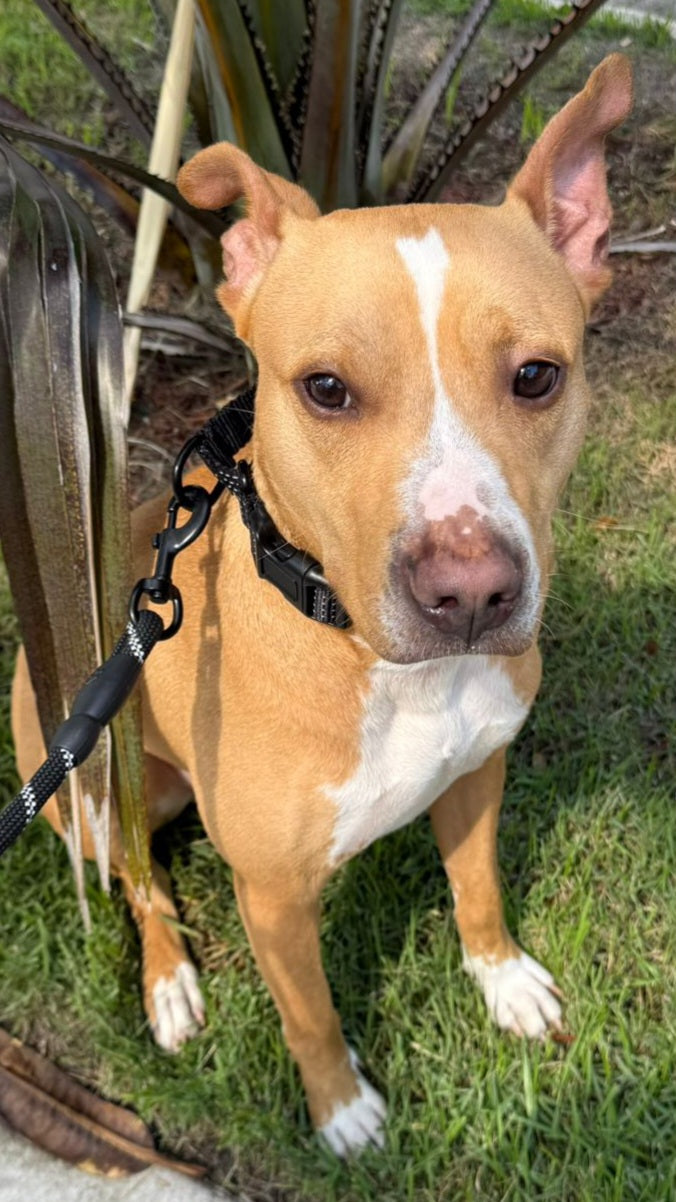 Haze Male American Staffordshire Terrier