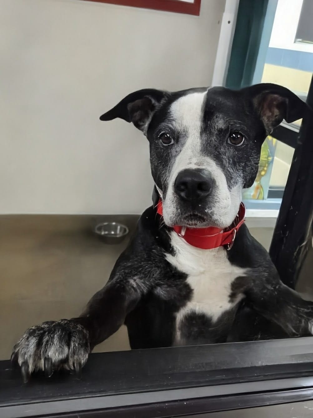 Onyx Male American Staffordshire Terrier
