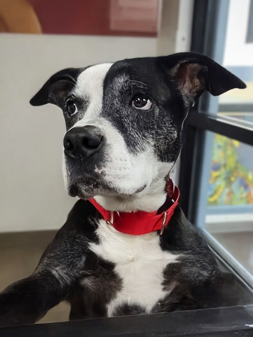 Onyx Male American Staffordshire Terrier