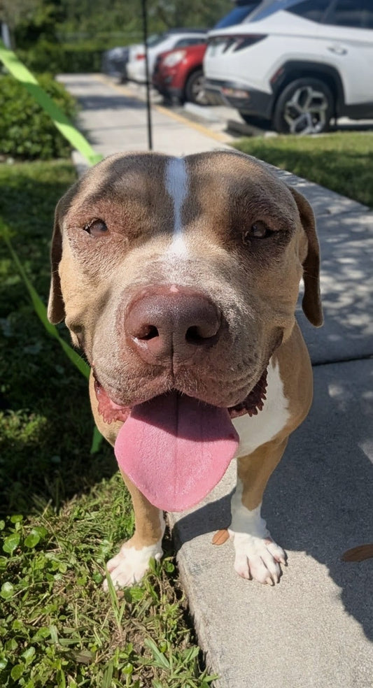 Gucci Male American Staffordshire Terrier