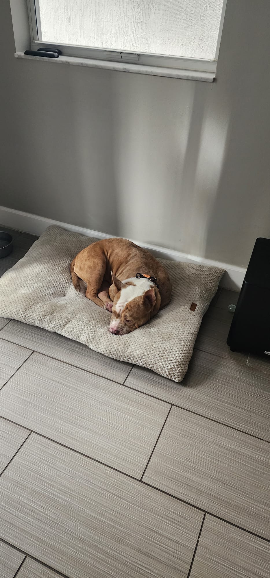 Harley Female Bulldog Mix