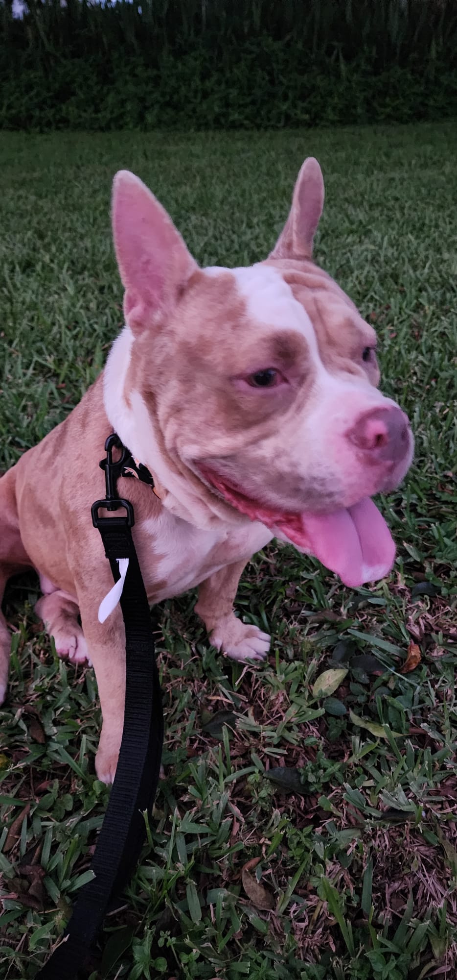 Harley Female Bulldog Mix