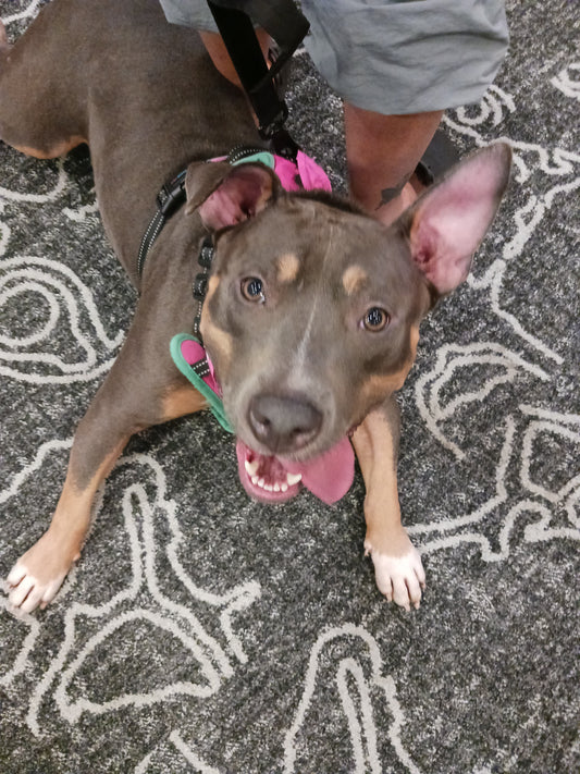 Jolene Female Tri Color American Staffordshire Terrier Mix