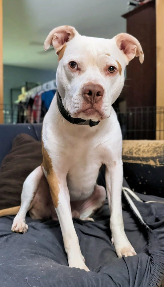 Nikan Male Red Nose Pitbull