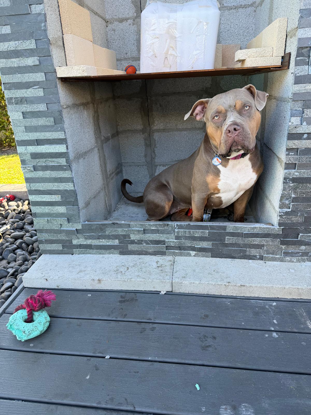 Lucy Female XL Bully