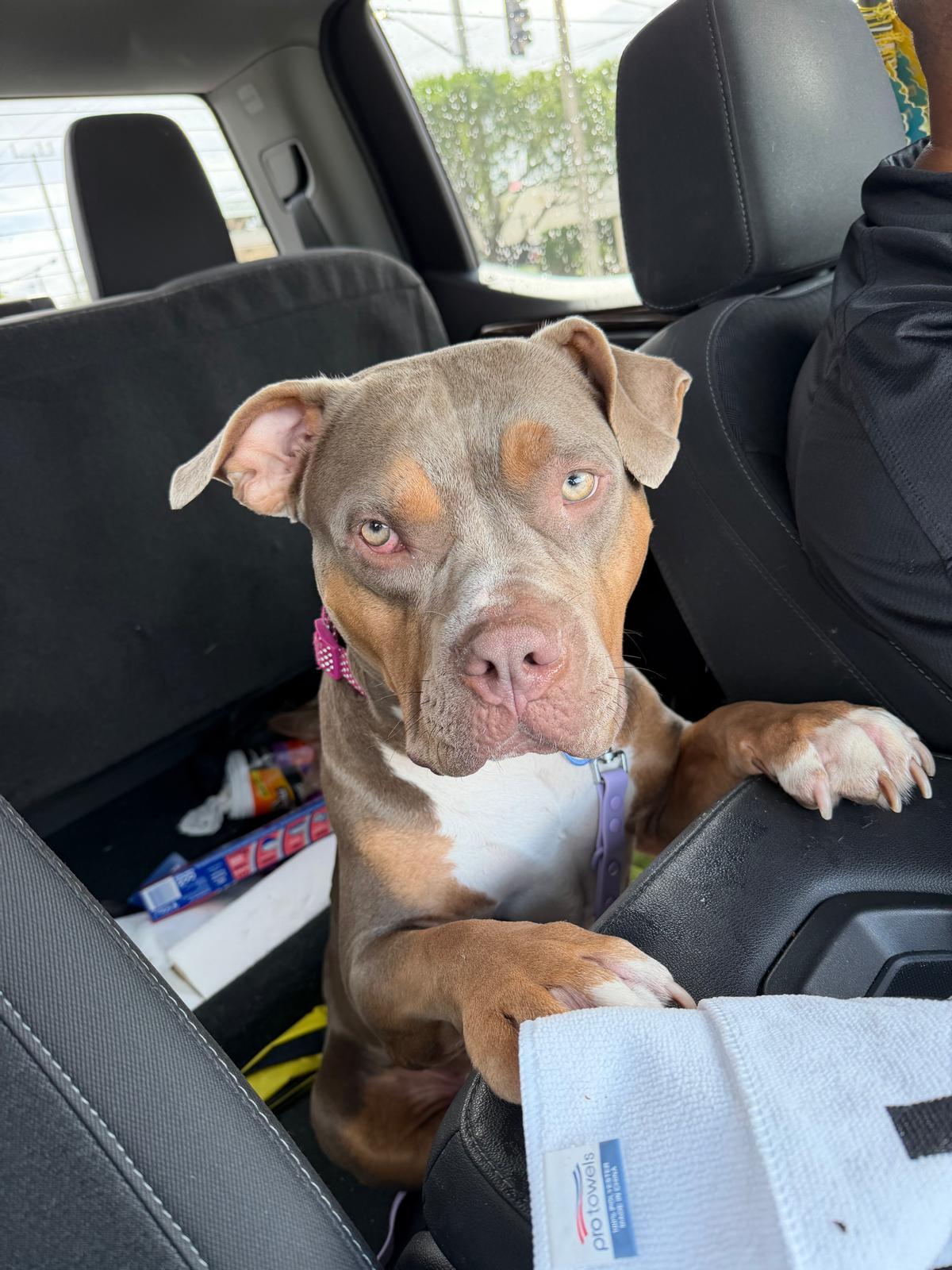 Lucy Female XL Bully