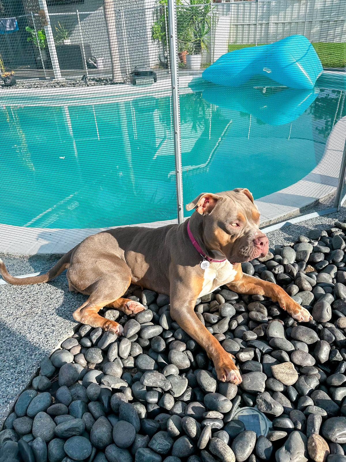 Lucy Female XL Bully