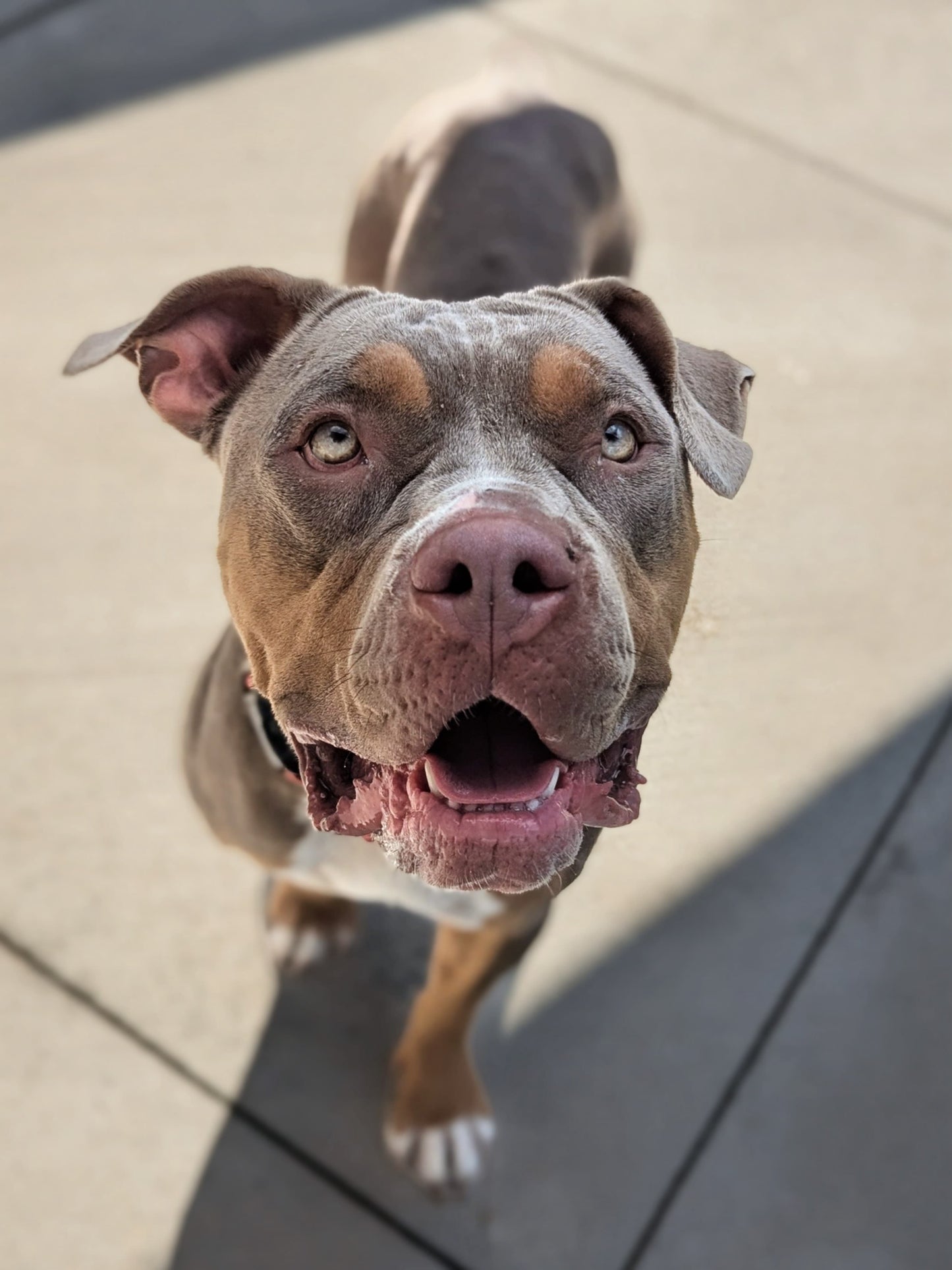 Lucy Female XL Bully